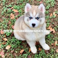 My Siberian Husky kennels ico