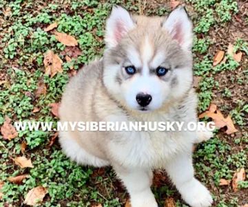 My Siberian Husky kennels