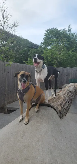 Dog Park 1