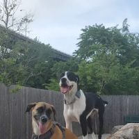 Dog Park ico