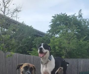 Dog Park