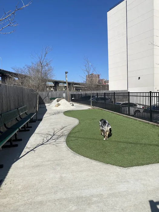 Dog Park 3
