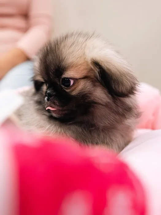 Happy Puppy Universe Charlotte 6