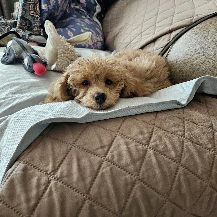 Happy Puppy Universe Charlotte 5