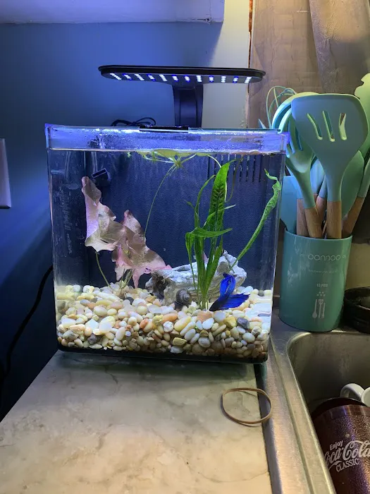 C-MACS Aquarium - CLT 9