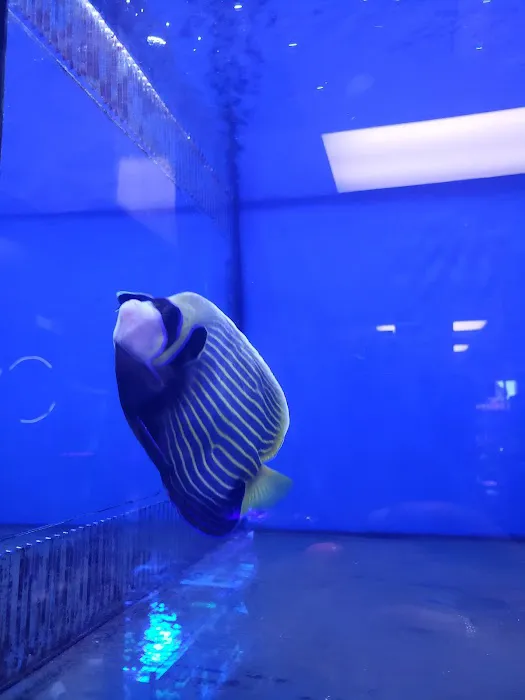 C-MACS Aquarium - CLT 6