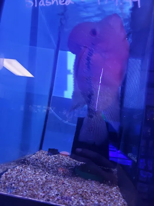C-MACS Aquarium - CLT 2