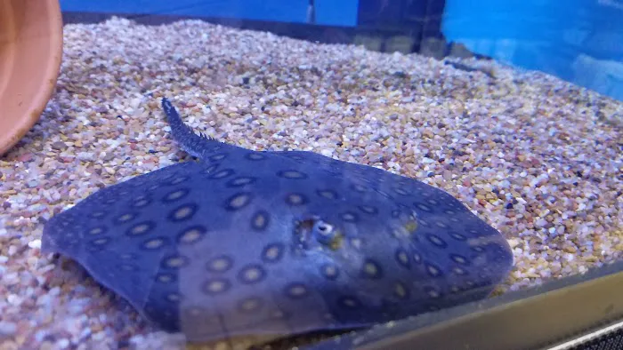 C-MACS Aquarium - CLT 8