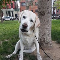 Church Square Park Dog Park ico