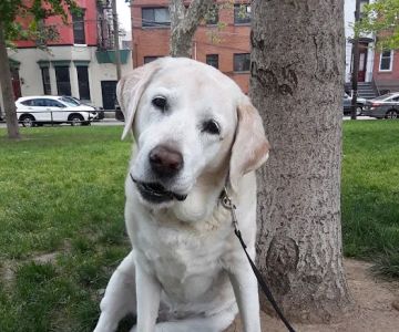 Church Square Park Dog Park