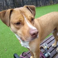 Ogden's End Dog Park ico