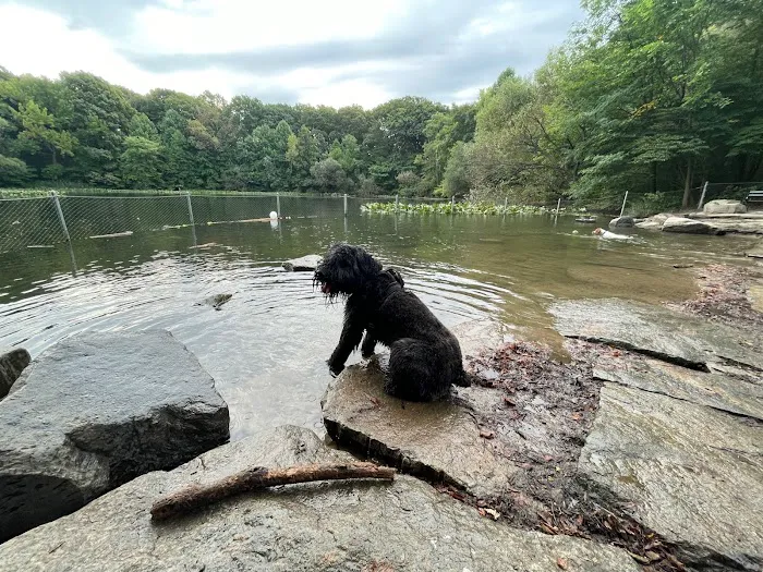 Prospect Park Dog Beach 3