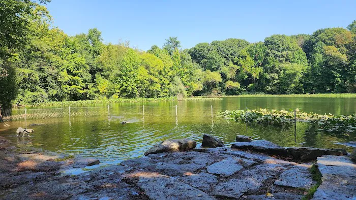 Prospect Park Dog Beach 2