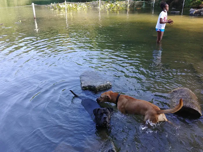 Prospect Park Dog Beach 7