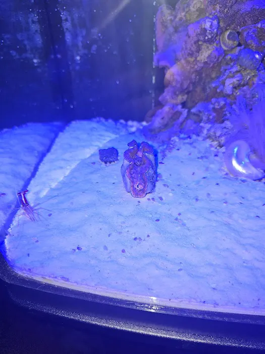 Queen City Corals 2