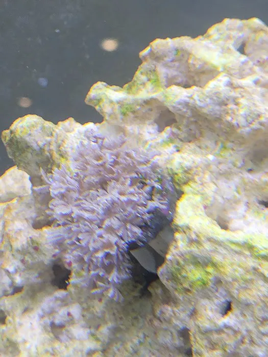 Queen City Corals 9