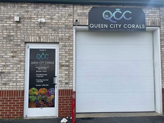Queen City Corals 1