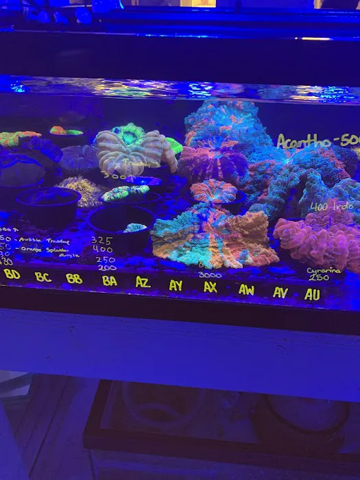 Queen City Corals 6