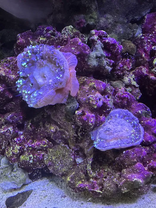 Queen City Corals 5