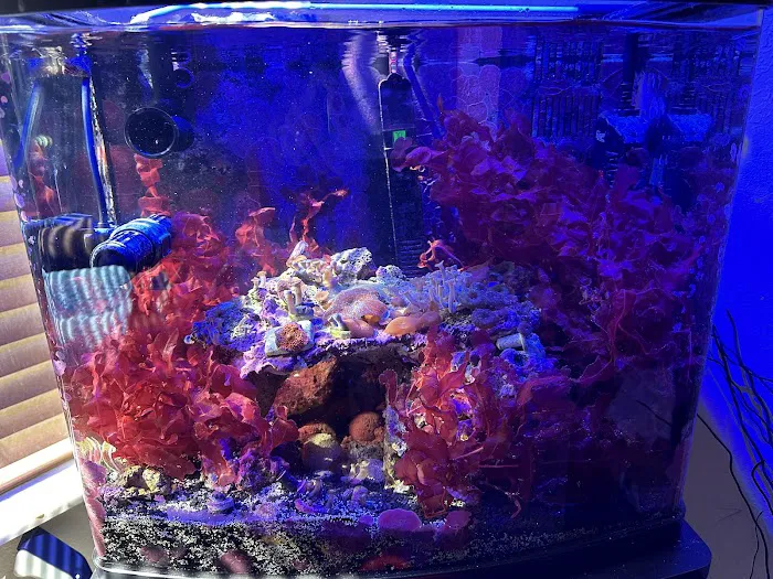 Queen City Corals 7