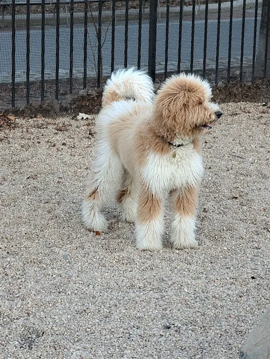 Marsha P. Johnson State Park Dog Run 6