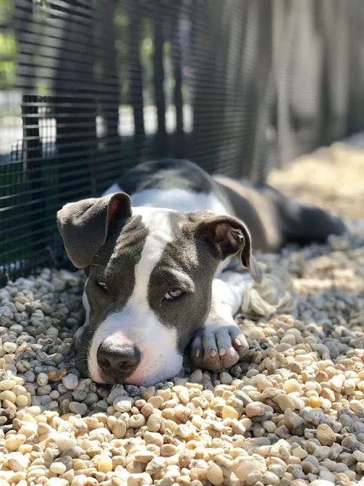 Marsha P. Johnson State Park Dog Run 10