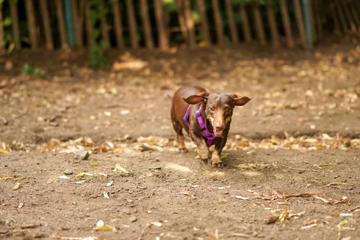 Herbert Von King Park Dog Run 5