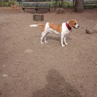 Herbert Von King Park Dog Run ico