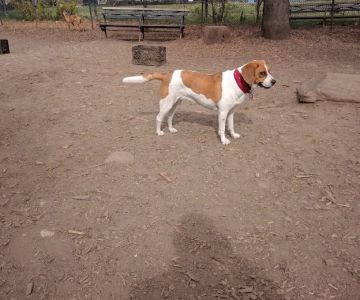 Herbert Von King Park Dog Run