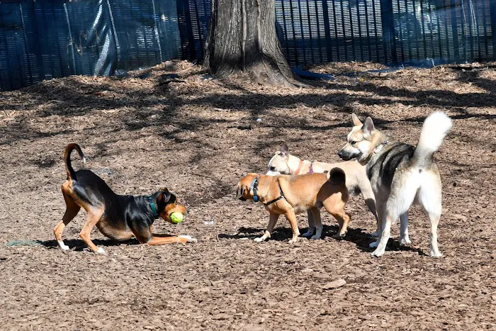 Herbert Von King Park Dog Run 10