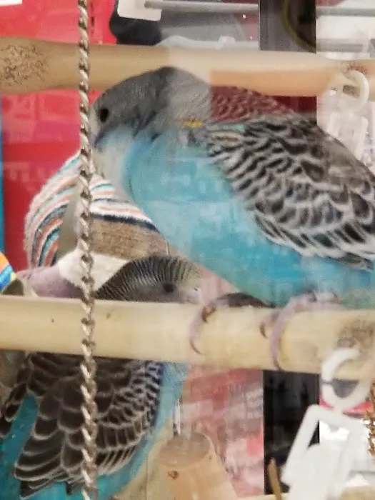 Petco 6