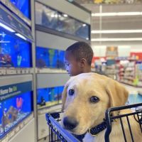 Petco ico