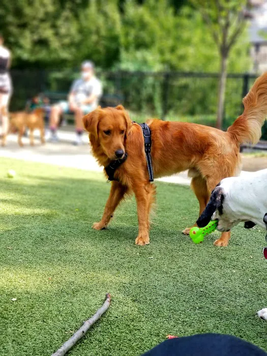 Kensington Dog Run 4