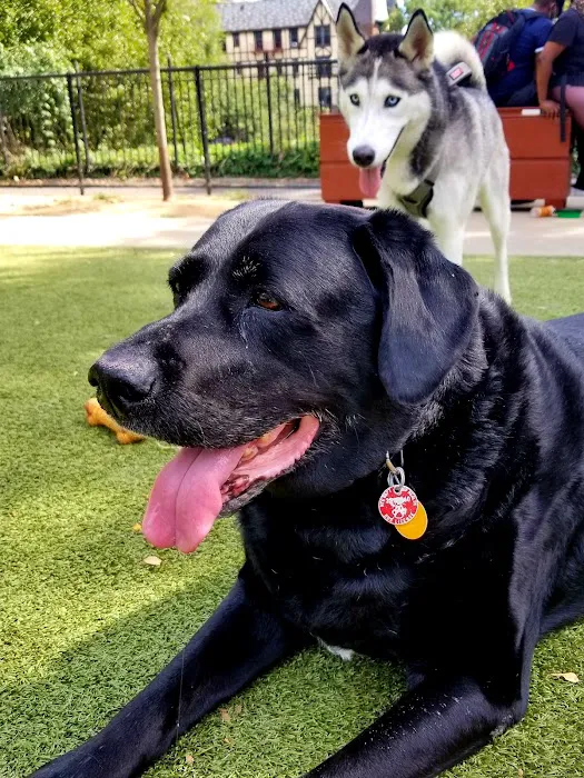Kensington Dog Run 8