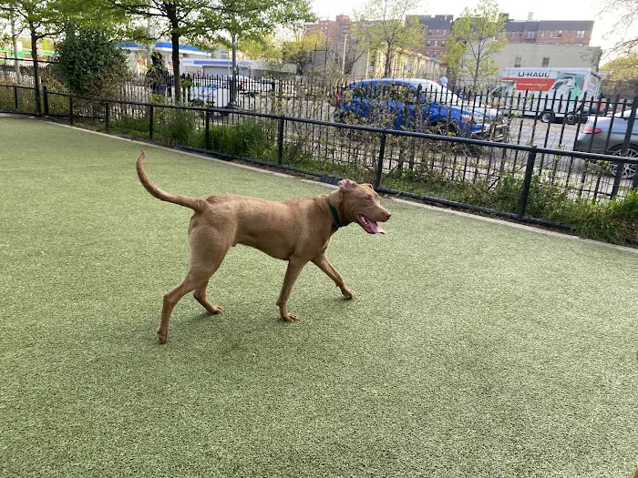 Kensington Dog Run 1