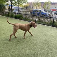 Kensington Dog Run ico