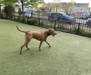 Kensington Dog Run