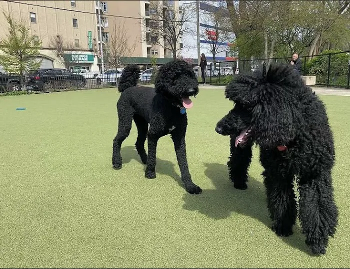 Kensington Dog Run 3