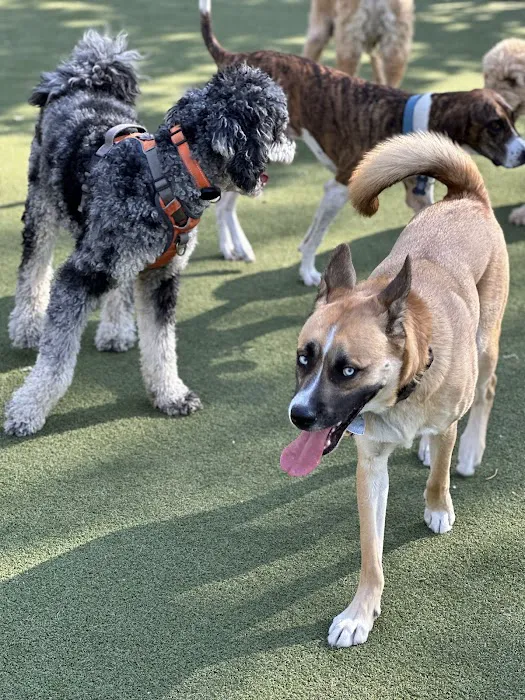 Kensington Dog Run 6