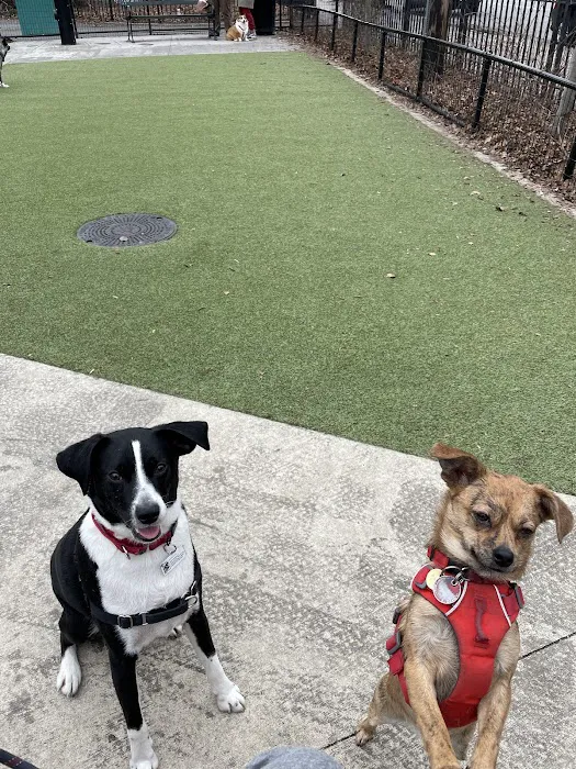 Kensington Dog Run 2