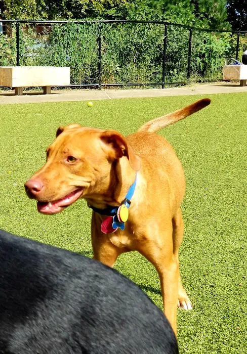 Kensington Dog Run 10
