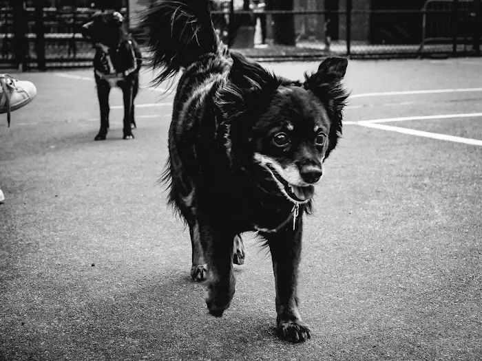 Chelsea Park Dog Run 7