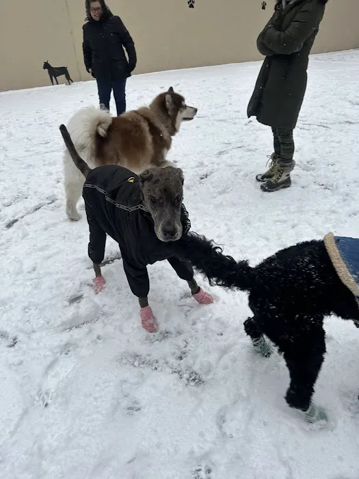 Chelsea Park Dog Run 4
