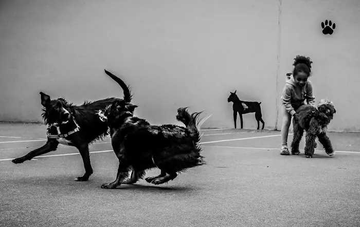 Chelsea Park Dog Run 3