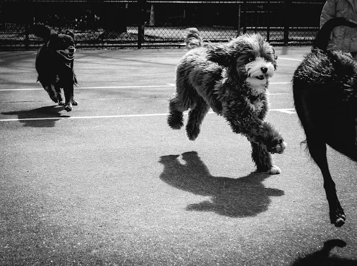 Chelsea Park Dog Run 8