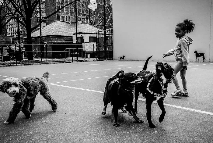 Chelsea Park Dog Run 5