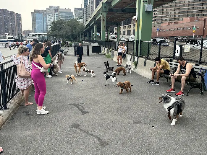 New Wave Pier Dog Run 9