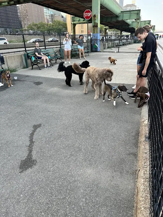 New Wave Pier Dog Run 10