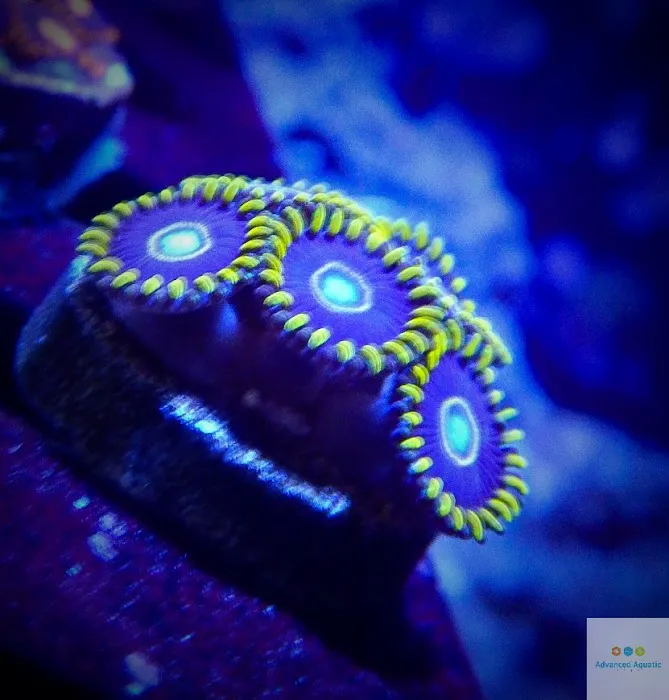 Advanced Aquatic Pets 10