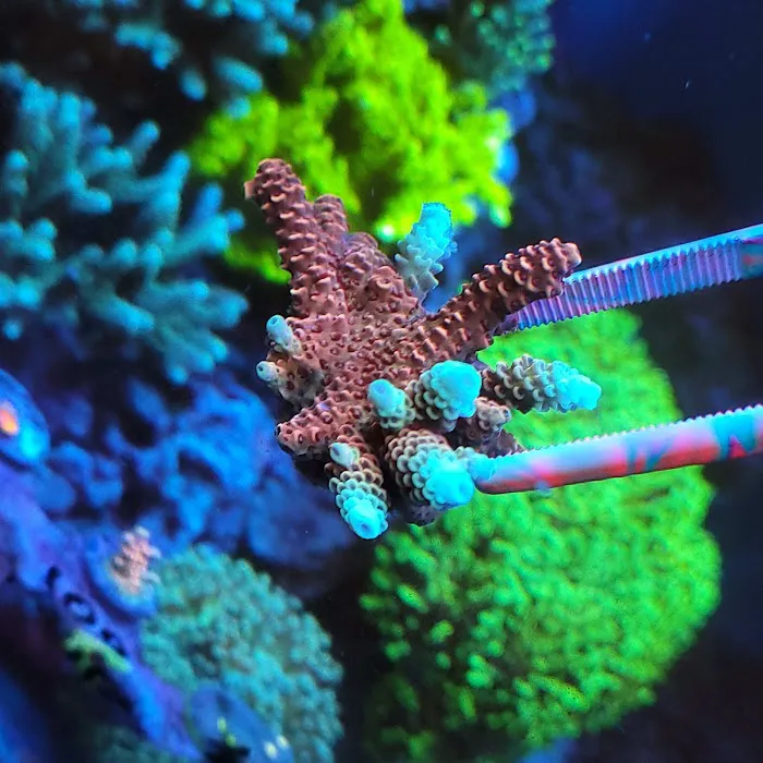 Advanced Aquatic Pets 7